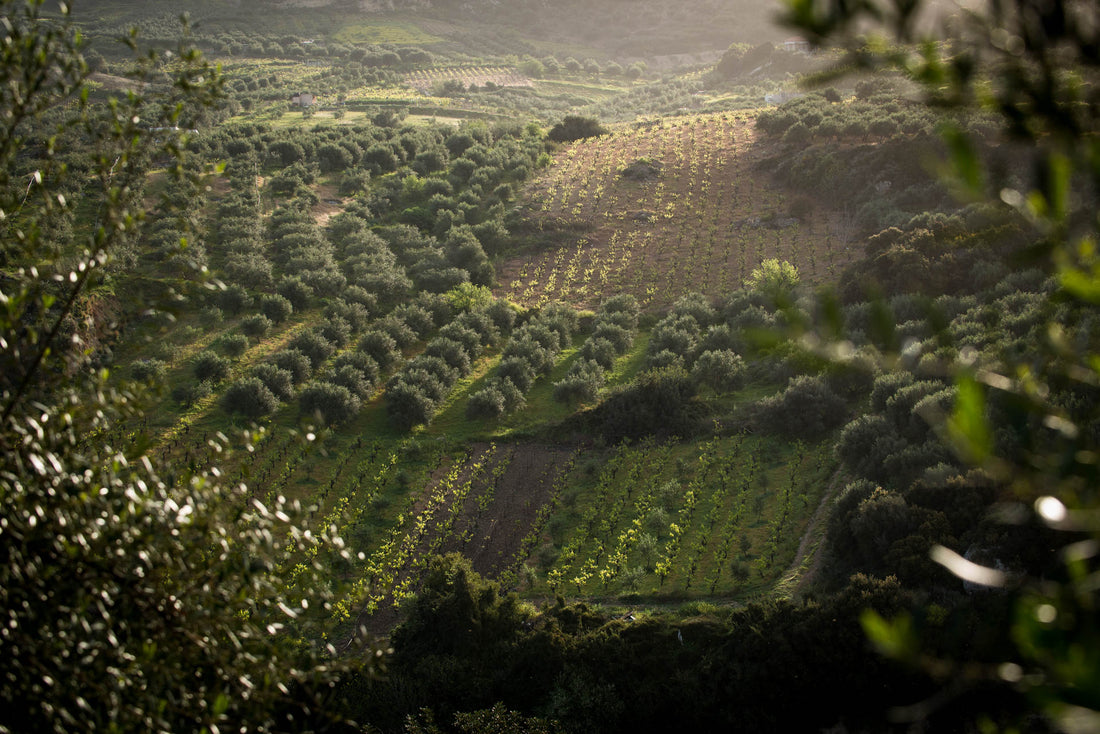 A Spotlight on The Legacy of Ancient Greek Wine: The Lyrarakis Estate