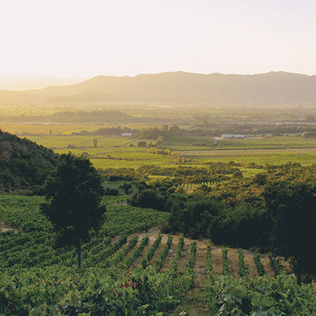 Embracing Sustainable, Organic, Biodynamic, Vegan, and Natural Winemaking: A Taste of the Future