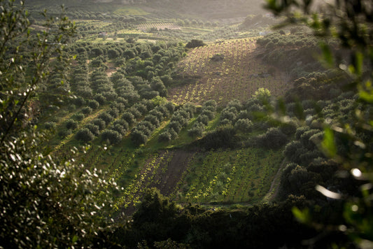A Spotlight on The Legacy of Ancient Greek Wine: The Lyrarakis Estate